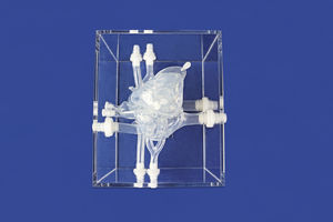 heart vascular model