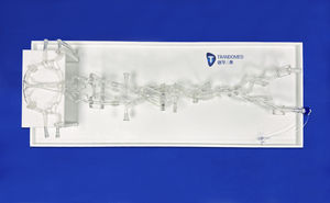 artery vascular model 1