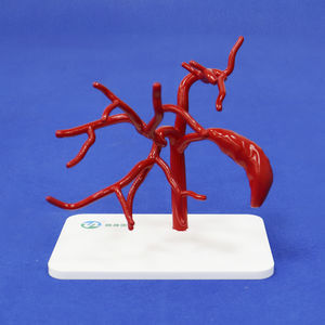 abdominal vascular model 1