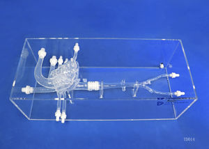 heart vascular model