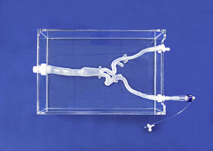 blood vessels vascular model