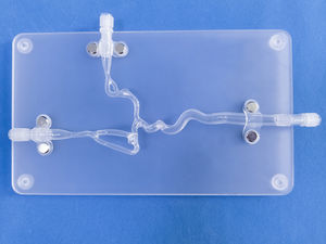 blood vessels vascular model