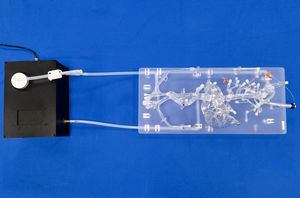 abdominal vascular model 1