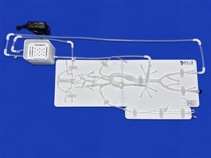intracranial vascular model 1