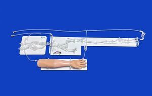 whole body vascular model 1