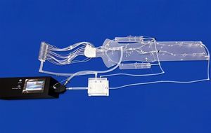 blood vessels vascular model 1