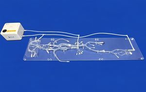 whole body vascular model 1