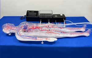 whole body vascular model 1