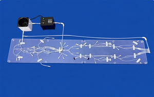neurology vascular model