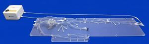 abdomen vascular model 1