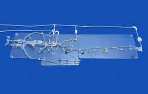 abdomen vascular model