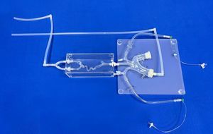 blood vessels vascular model 1