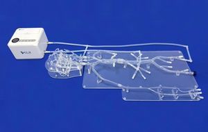 neurology vascular model 1