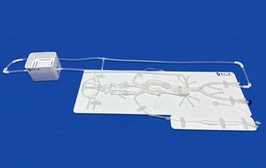 brain vascular model