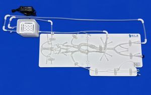 intracranial vascular model