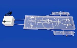 carotid artery vascular model 1