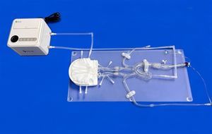 intracranial vascular model 1