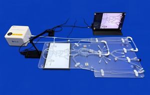 femoral artery vascular model 1