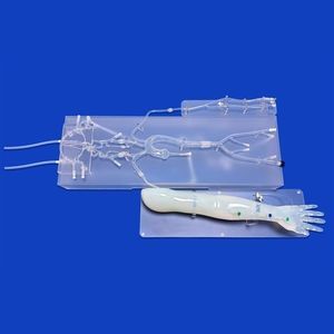 anterior cerebral artery vascular model 1