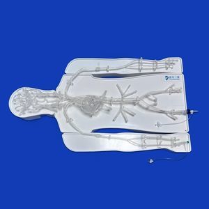 blood vessels vascular model 1
