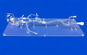 brain vascular model 1
