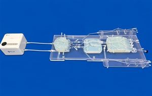 nervous system vascular model 1