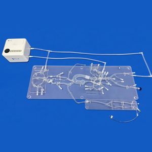 angiography anatomical model 1