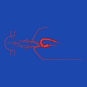 blood vessels vascular model 1