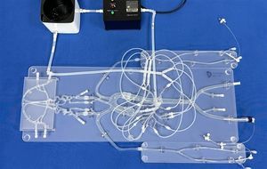 nervous system vascular model 1
