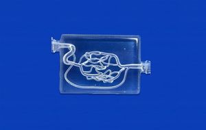 brain vascular model 1