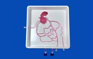 coronary arteries vascular model 1