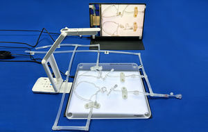nervous system vascular model