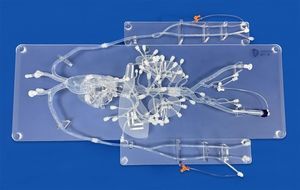 coronary arteries vascular model 1