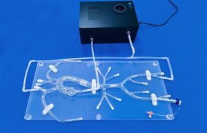 subclavian artery vascular model 1