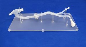 thoracic aorta vascular model 1