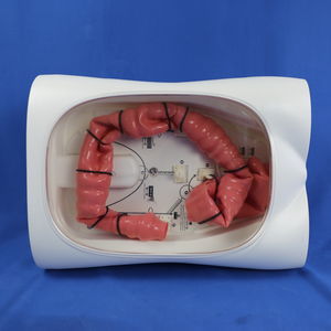 colon model