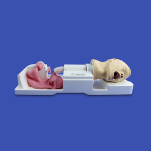 stomach model