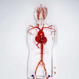 abdominal vascular model