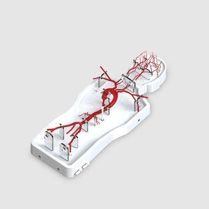 cerebral vascular model