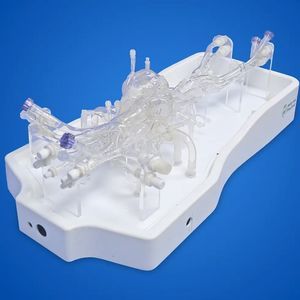 heart vascular model