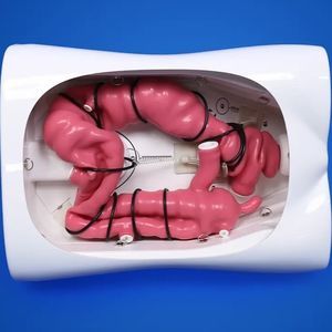 colon model