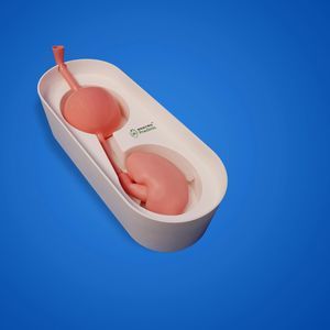 ureter anatomical model 1