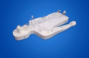 brain vascular model
