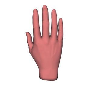 hand anatomical model