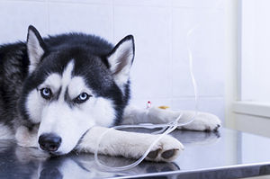 veterinary IV infusion set