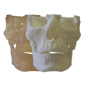 skull model