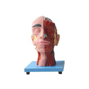 face anatomical model