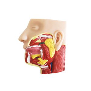 facial model 1