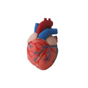 heart model 1