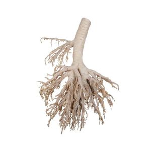 bronchial model 1